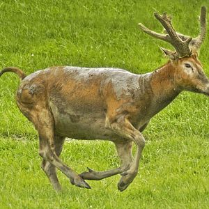 May. 2017 - Père David's deer