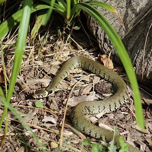 European Grass Snake