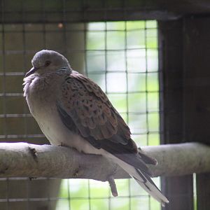 European Turtle-Dove