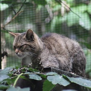 Scottish Wildcat