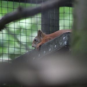 British Red Squirrel