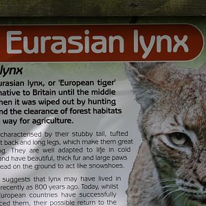 "European Tiger"