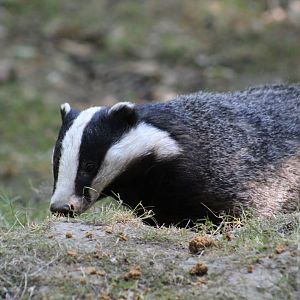 European Badger