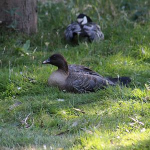 Pink-Footed or Bean Goose?