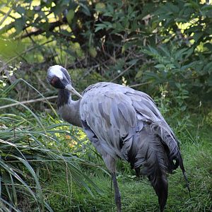Eurasian Crane