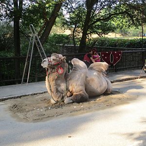 Bactrian Camel