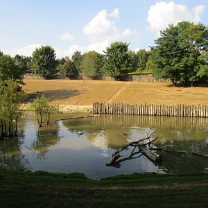 Common hippopotamus Enclosure