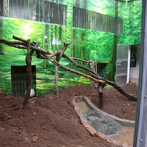 Asiatic Golden Cat Exhibit Renovation