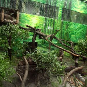 Asiatic Golden Cat Exhibit after renovation