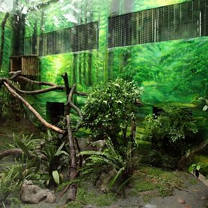 Asiatic Golden Cat Exhibit after renovation