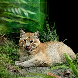 Asiatic Golden Cat