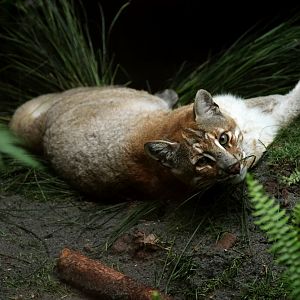 Asiatic Golden Cat