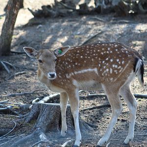 European Fallow Deer
