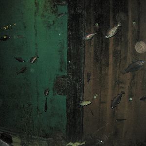 Fiskeri- og Søfartsmuseet - Mixed tank