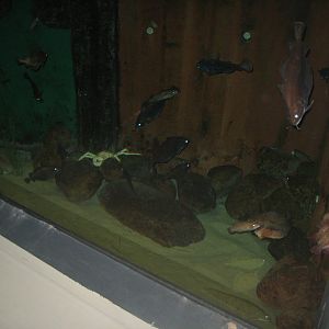 Fiskeri- og Søfartsmuseet - Mixed tank