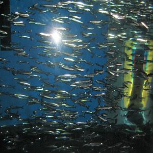 Fiskeri- og Søfartsmuseet - Herring tank