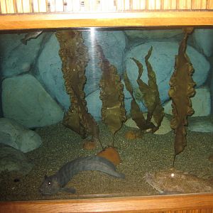 Fiskeri- og Søfartsmuseet - "Ugly fish" tank