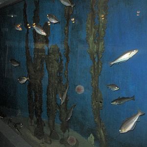 Fiskeri- og Søfartsmuseet - Mixed tank