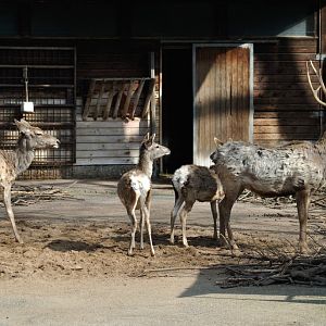 Bactrian deer family