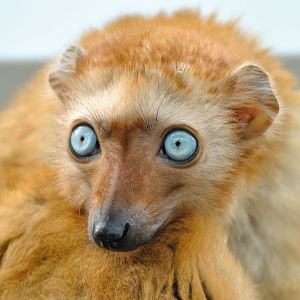 Blue-eyed black lemur (female)