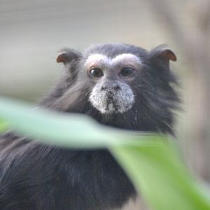 Weddell´s tamarin