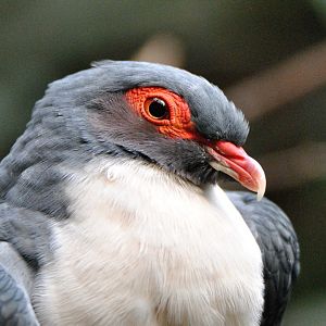 Papuan mountain pigeon