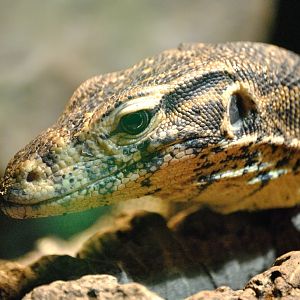 Ziegler´s water monitor