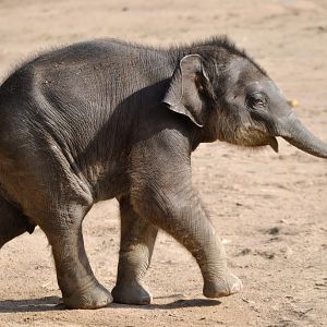 Young Asian elephant