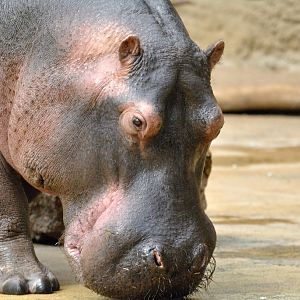 Female hippo