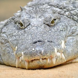 Nile crocodile