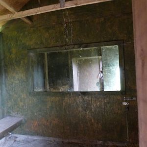 Indoor Red Fox Viewing