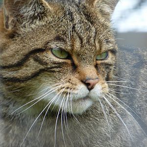 Scottish Wildcat