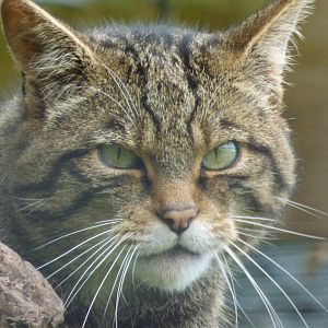 Scottish Wildcat