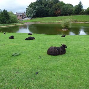 Soay Sheep Enclosure