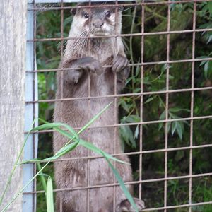Otter Climbing
