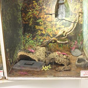 Captive-bred Warren's girdled-tailed lizard