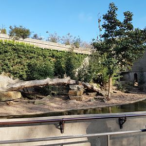 Lion-enclosure