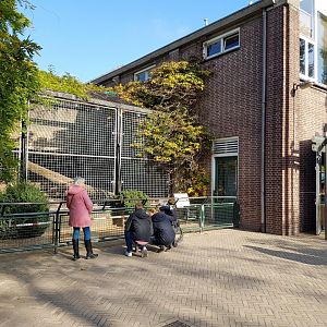 Separation-cage Lion