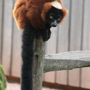Red ruffed lemur