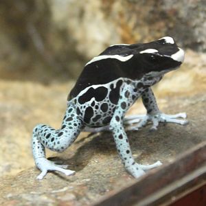 Dendrobates tinctorius