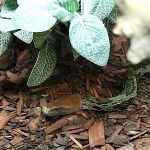 Moelendorf's ratsnake