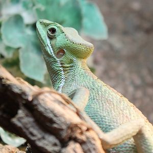 Eastern casquehead iguana
