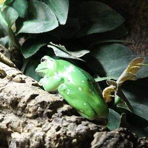Treefrog-species
