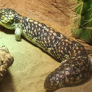 Shingleback skink