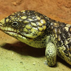 Shingleback skink