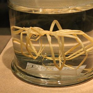 Antarctic sea-spider - Dodecolopoda mawsoni