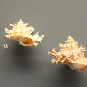Shells