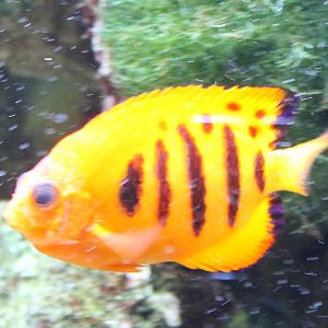 Flame angelfish - Centropyge loriculus