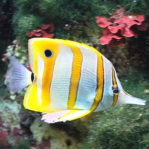 Coppery-band butterflyfish