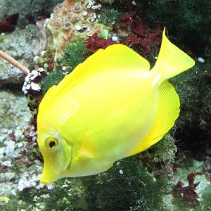 Yellow tang